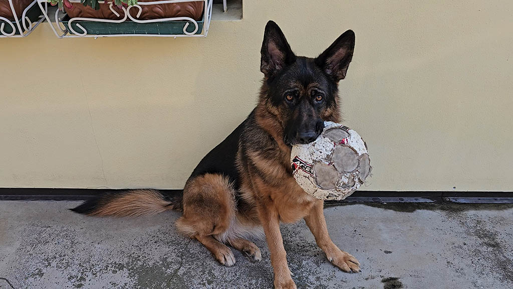 Kuma il pastore tedesco e la sua palla